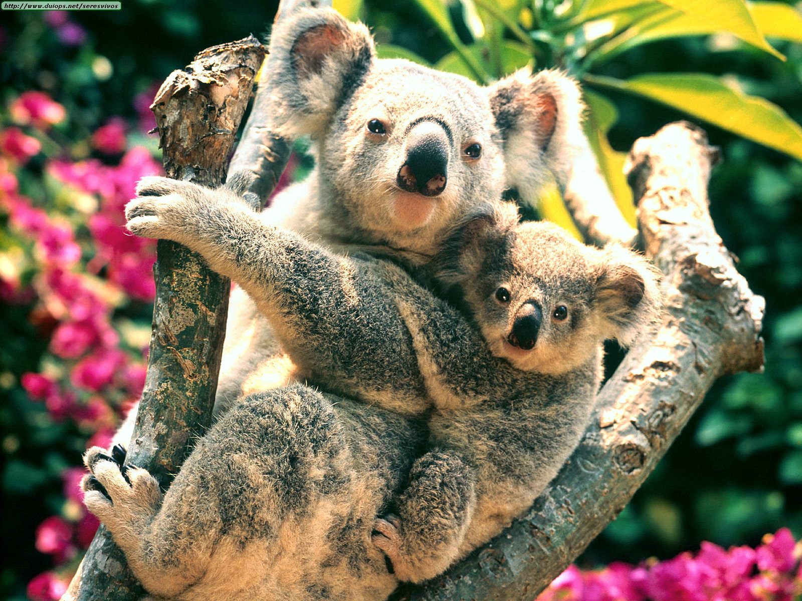 Koalas photos